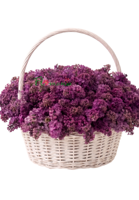 Большая корзина сирени «Майская сказка»